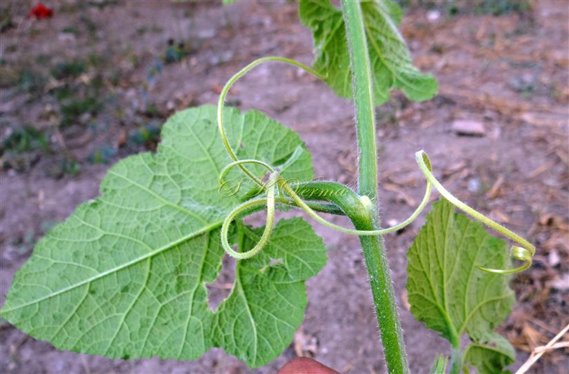  Tendril
